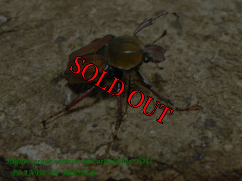 お届けする♀実物です。