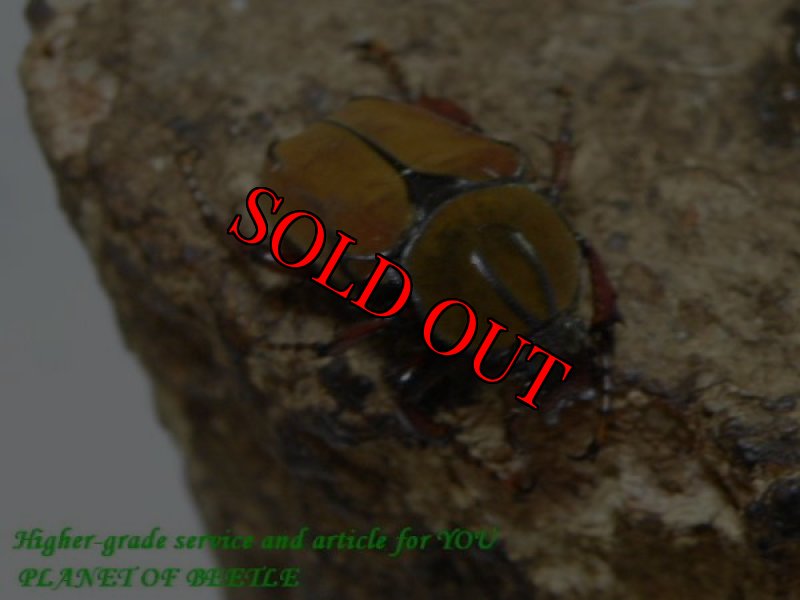 お届けする♀実物です。