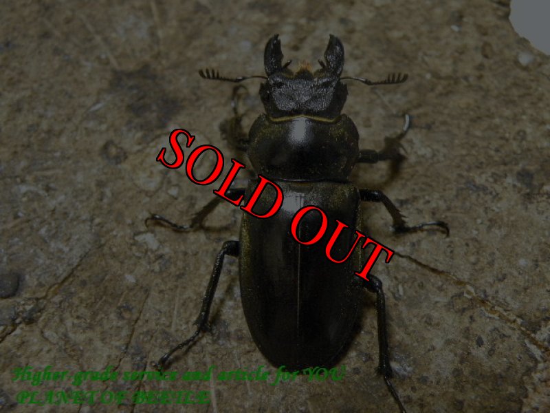 お届けする♀実物です。