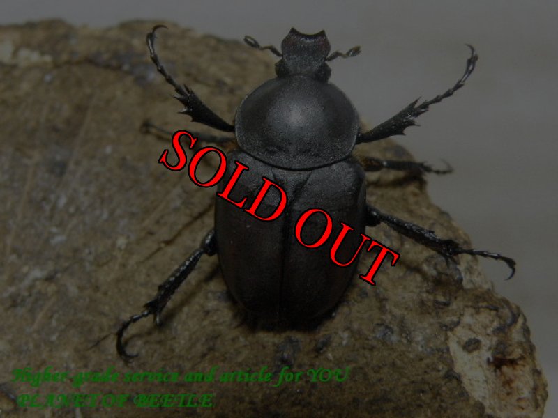 お届けする♀実物です。