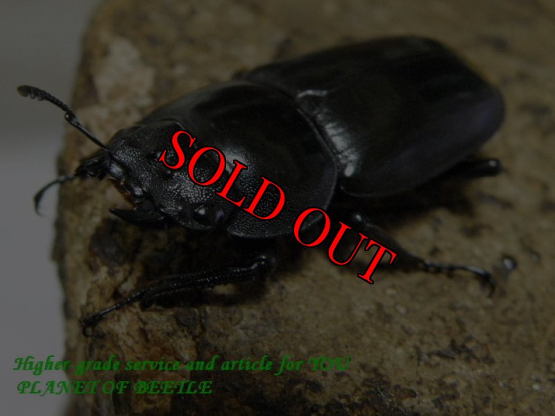 お届けする♀実物です。