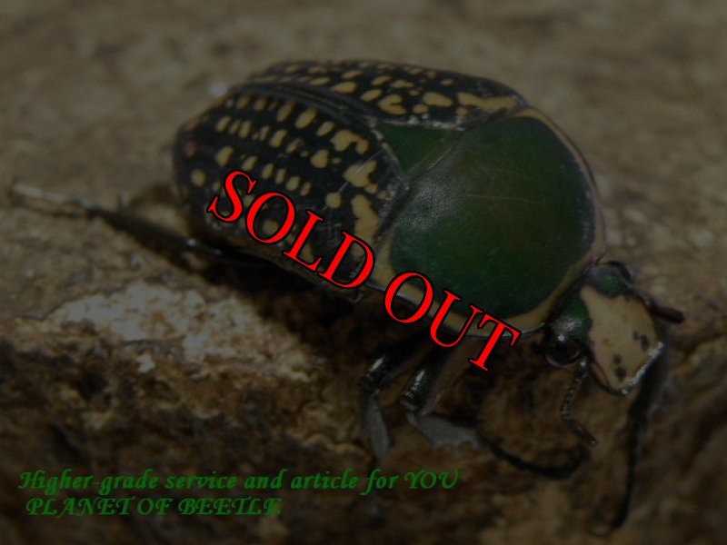 お届けする♀実物です。