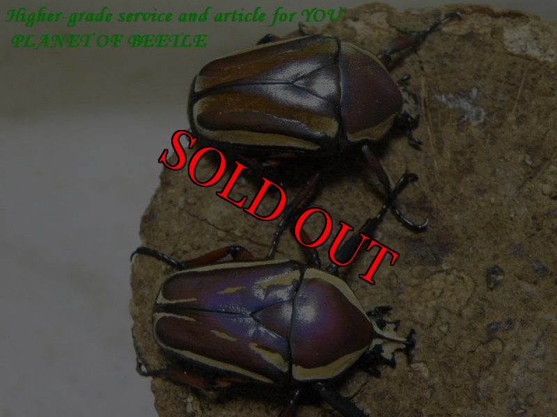 お届けするペア実物です。