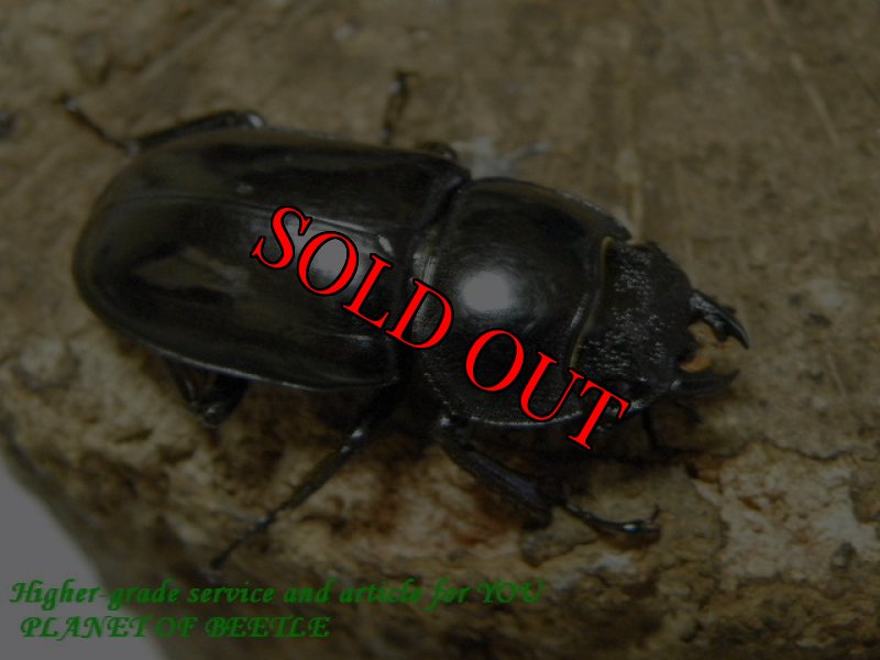 お届けする♀実物です。