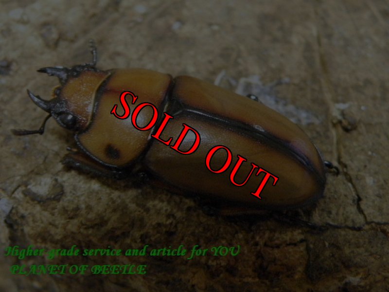 お届けする♀実物です。