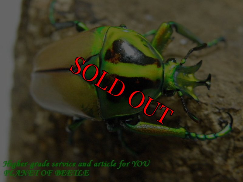 参考♂画像です。