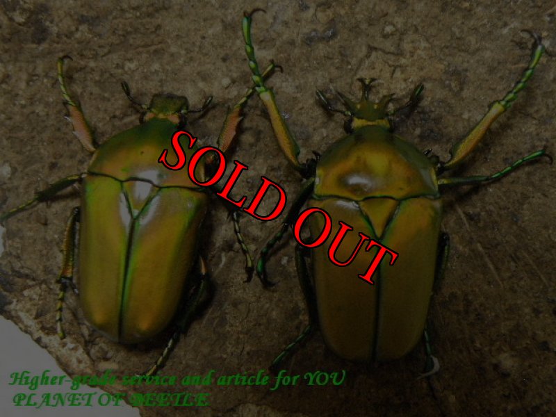 参考のf.aurataペア画像です。