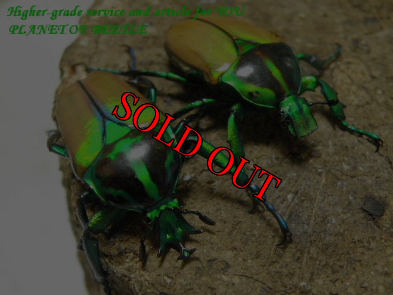 参考のf.laetaペア画像です。