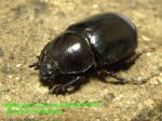 お届けする♀実物です。