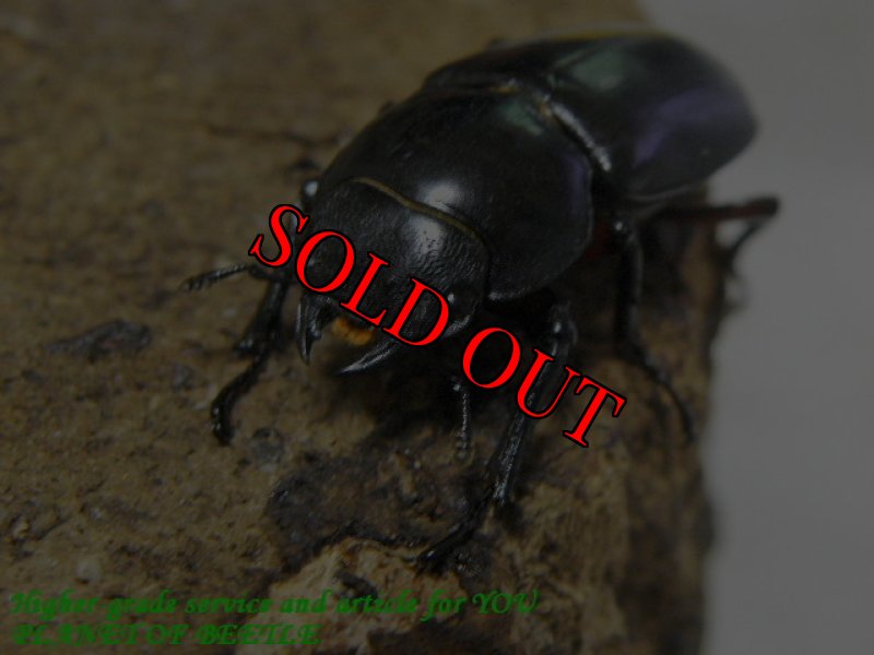 お届けする♀実物です。