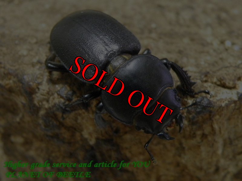 お届けする♀実物です。