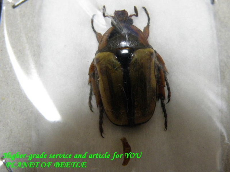 お届けする個体実物です。