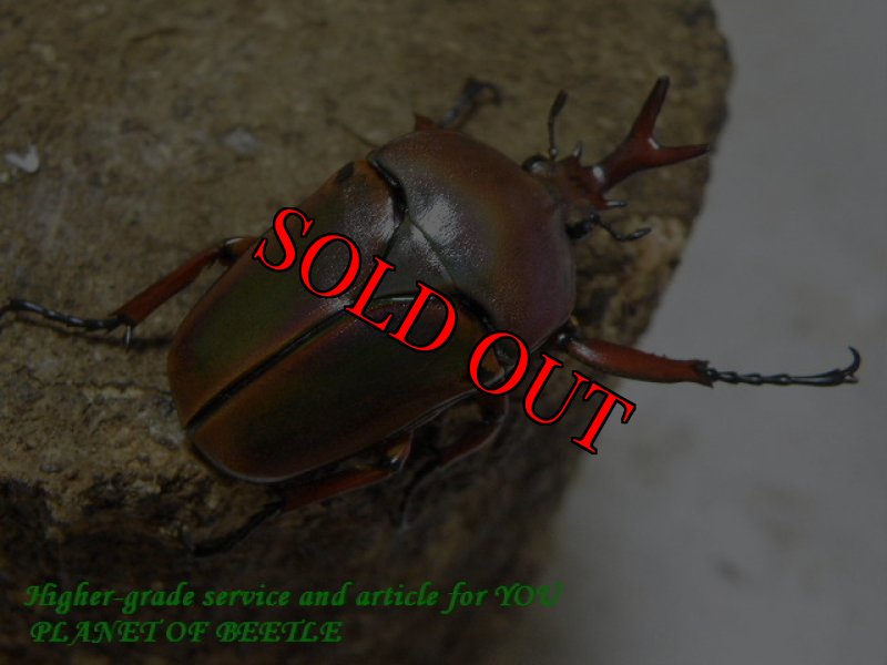 お届けする♂実物です。