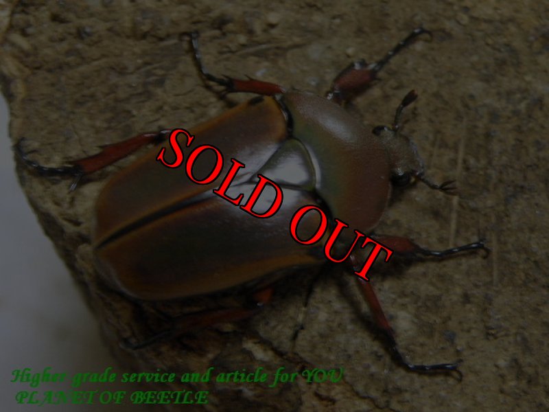 お届けする♀実物です。