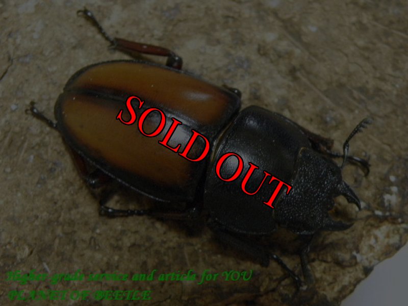 お届けする♀実物です。