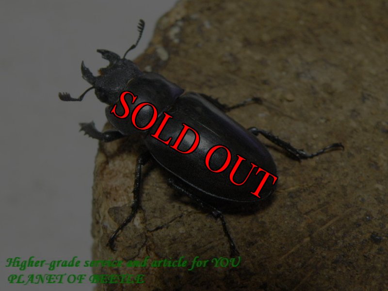 お届けする♀実物です。