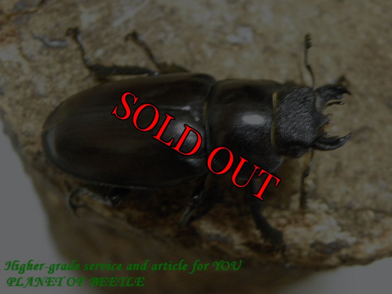 お届けする♀実物です。