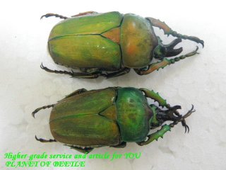 1/5新着-標本販売館 - PLANET OF BEETLE