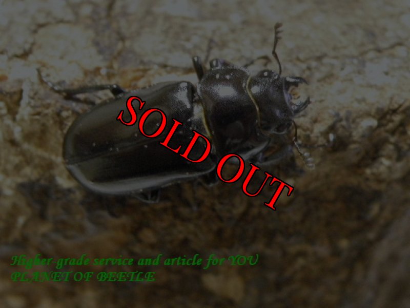 お届けする♀実物です。