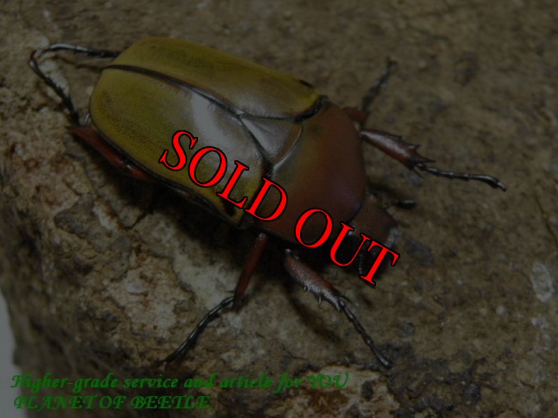 お届けする♀実物です。