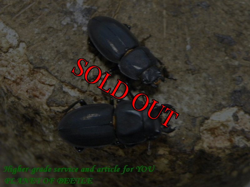 お届けするペア実物です。