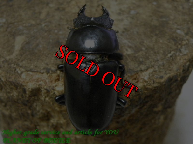 お届けする♀実物です。