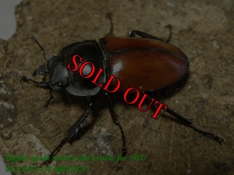 お届けする♀実物です。