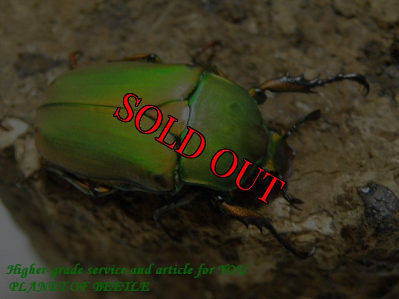 お届けする♀実物です。