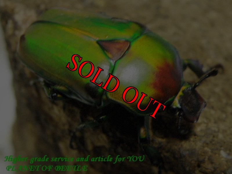 お届けする♀実物です。