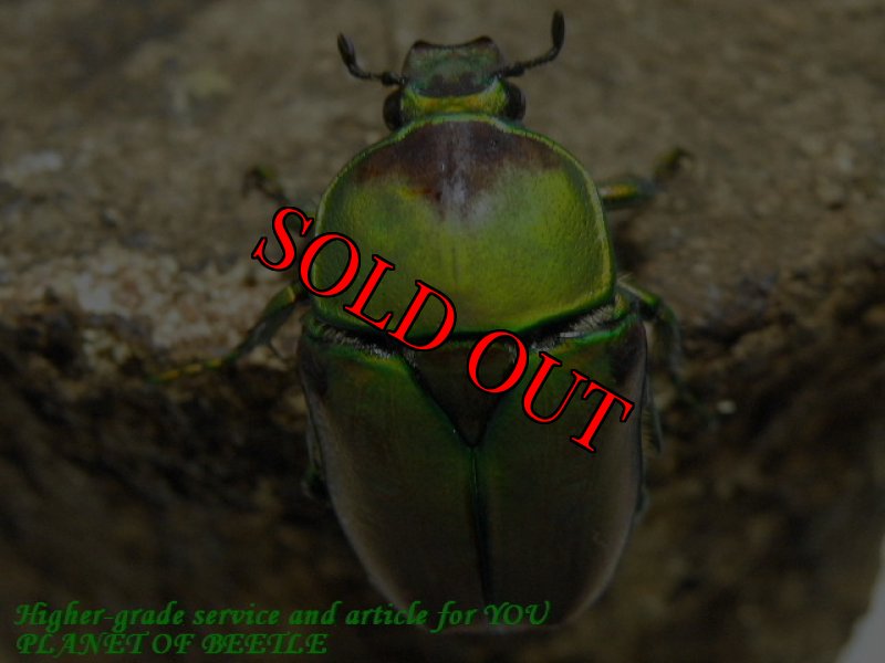 お届けする♀実物です。