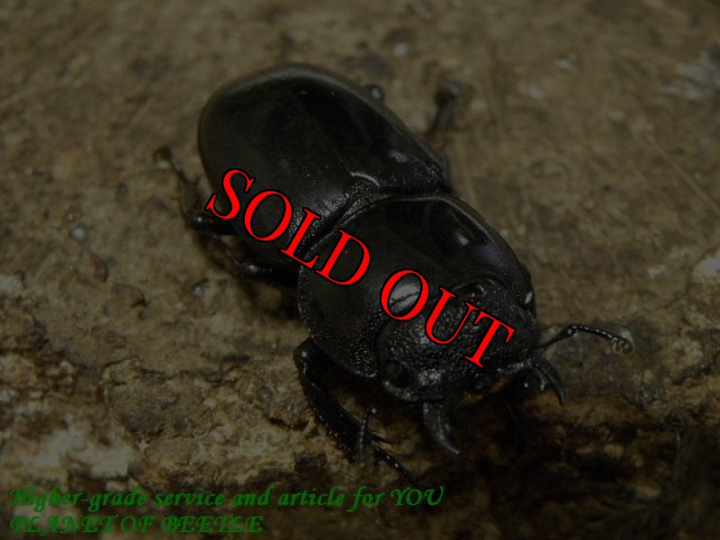 お届けする♀実物です。