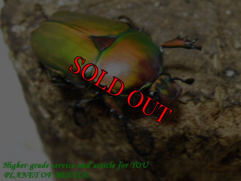 お届けする♀実物です。