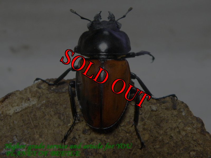 お届けする♀実物です。