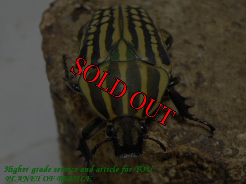 お届けする♀実物です。