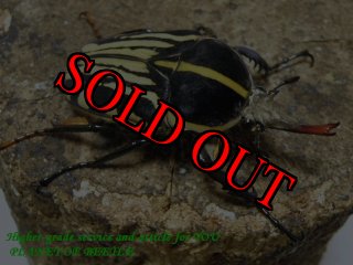 全商品 - PLANET OF BEETLE (Page 27)