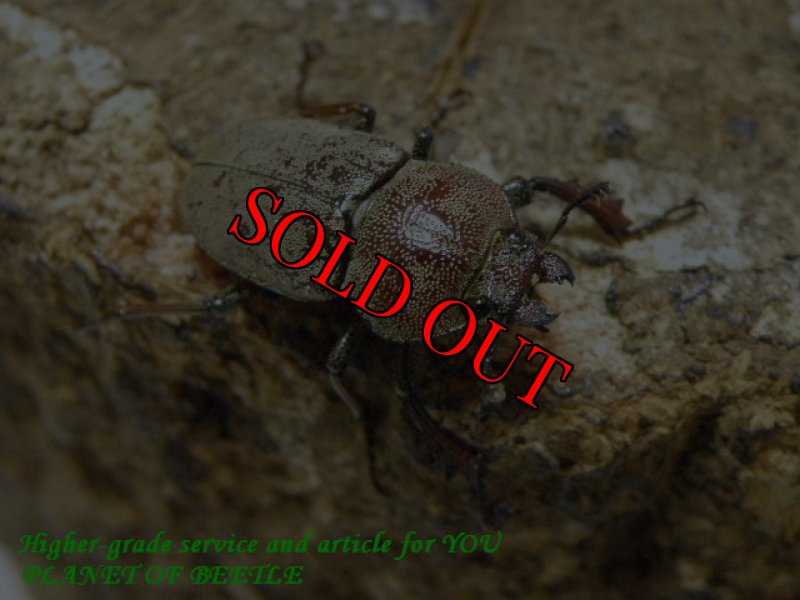 お届けする参考♀画像です。