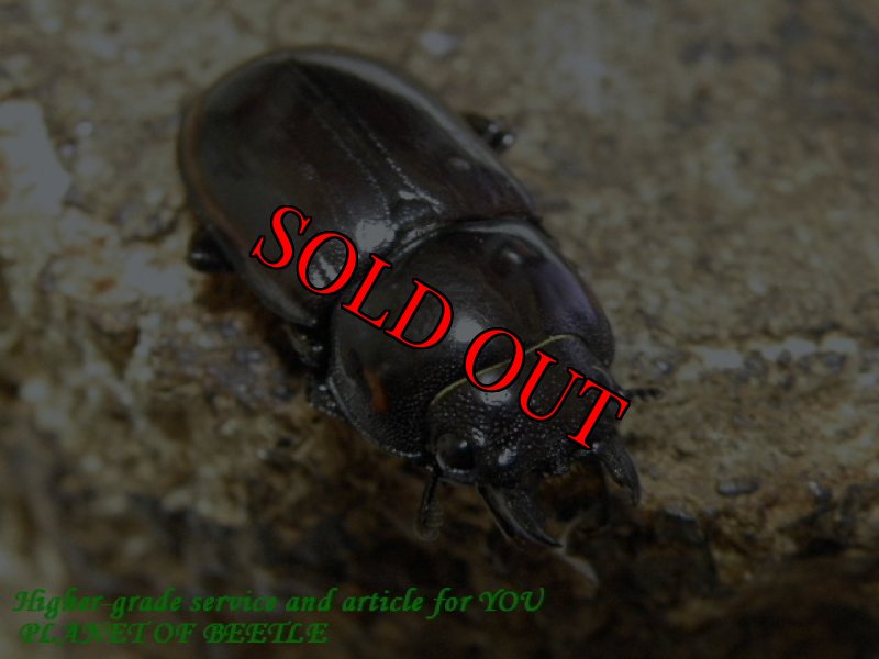 お届けする♀実物です。