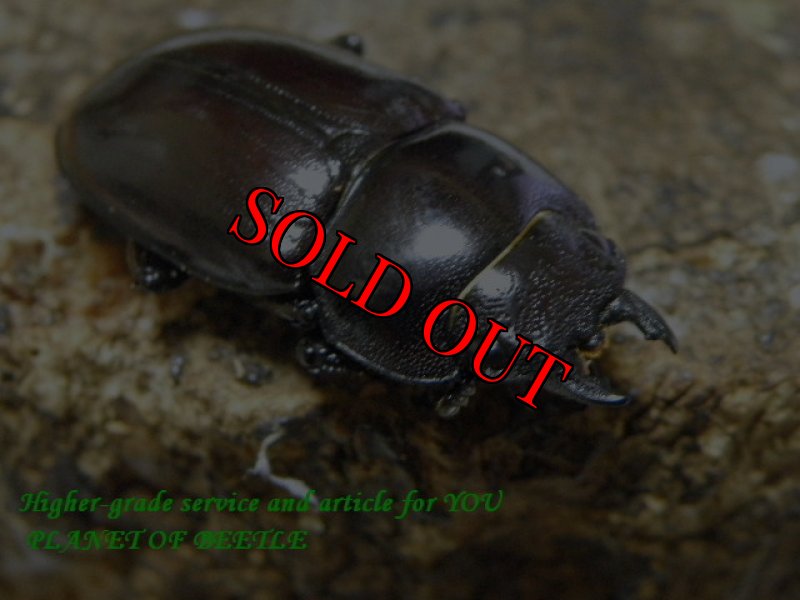 お届けする♀実物です。