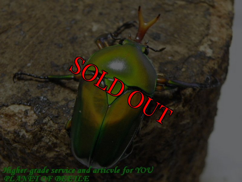 お届けする♂実物です。