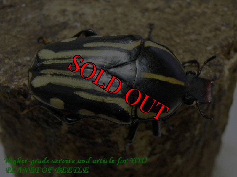 お届けする♀実物です。