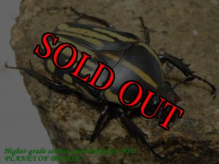 タンザニア産　オーベルチュールツノハナムグリ　65mm 52mmペア タンザニア産 オーベルチュールツノハナムグリ 65mm 52mmペア