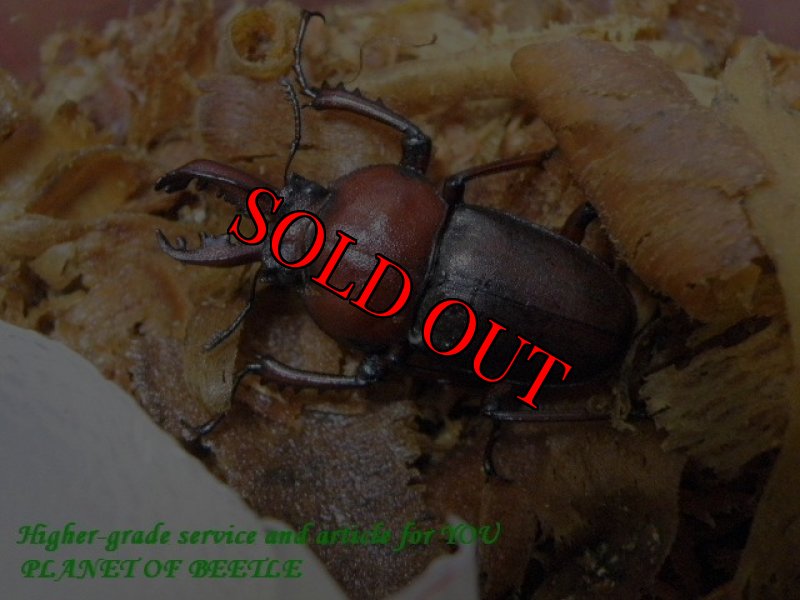 お届けするNo2の♂実物です。