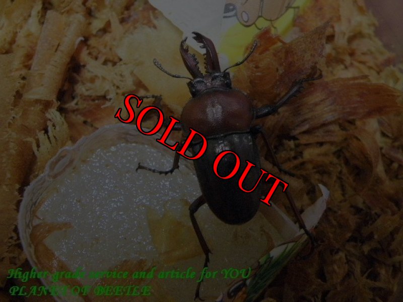 お届けするNo1の♂実物です。