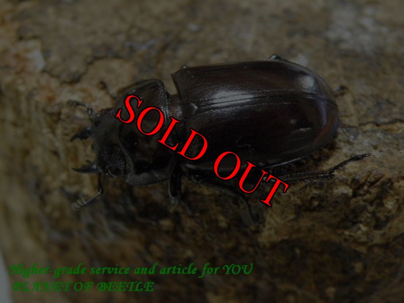 お届けする♀実物です。