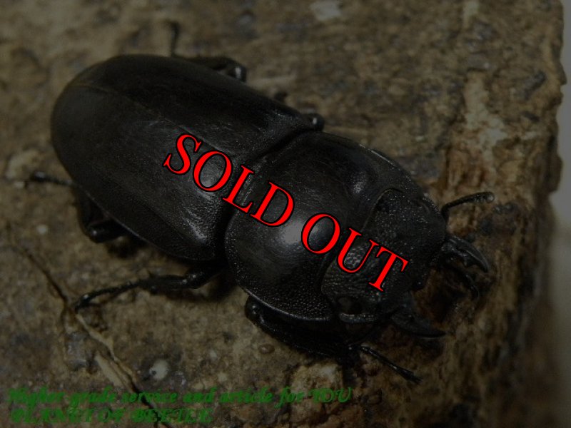 お届けする♀実物です。