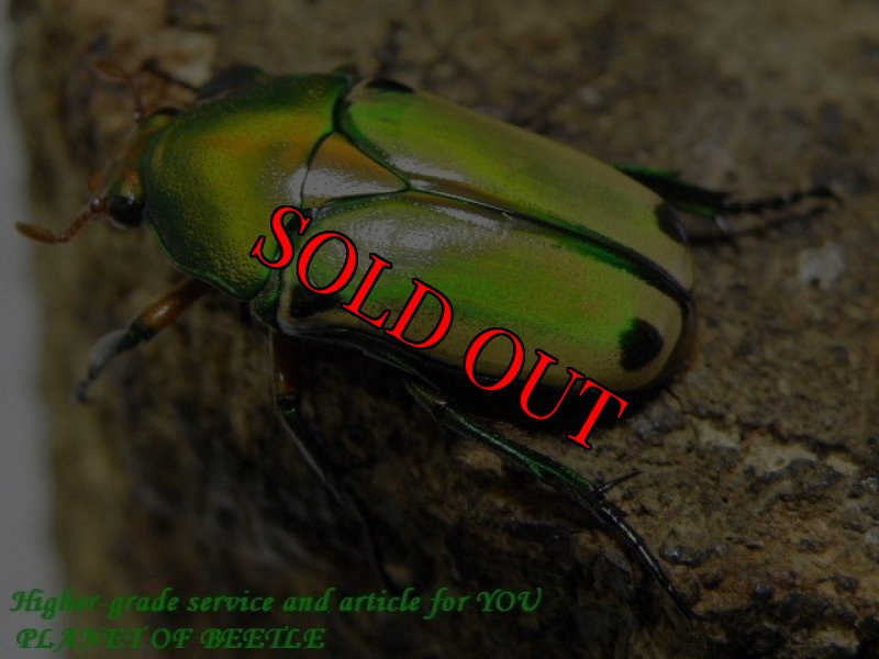 お届けする♀実物です。