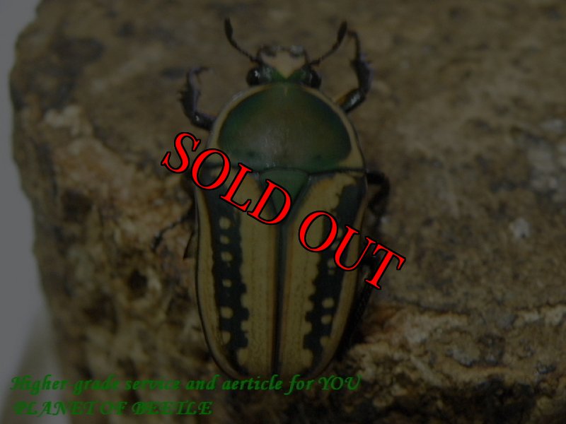 お届けする♀実物です。