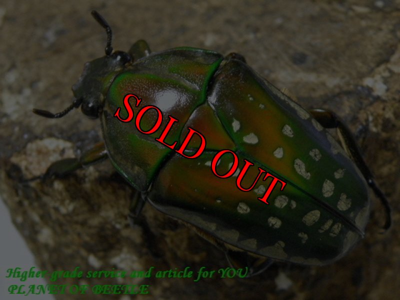 お届けする♀実物です。