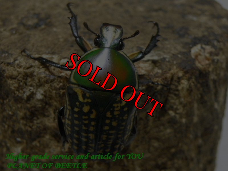 お届けする♀実物です。