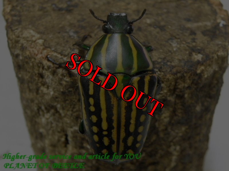 お届けする♀実物です。